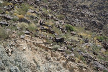 Kara kısmen evcilleştirilmiş dağ keçileri, Capra aegagrus hircus, Al Rafisah Barajı 'ndaki Hawd al Bid' ah rezervuarının yakınındaki dağlarda gezinir. Wadi Wshee, Sharjah, BAE.
