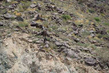 Kara kısmen evcilleştirilmiş dağ keçileri, Capra aegagrus hircus, Al Rafisah Barajı 'ndaki Hawd al Bid' ah rezervuarının yakınındaki dağlarda gezinir. Wadi Wshee, Sharjah, BAE.