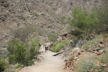 Kara kısmen evcilleştirilmiş dağ keçileri, Capra aegagrus hircus, Al Rafisah Barajı 'ndaki Hawd al Bid' ah rezervuarının yakınındaki dağlarda gezinir. Wadi Wshee, Sharjah, BAE.