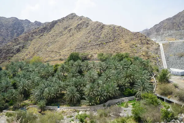 Nisan ayında eski Najd Al Miqsar köyünün çevresindeki manzaraya bakın. Najd Al Miqsar, Khor Fakkan 'ın batısında, BAE' nin başkenti Sharjah 'ta terk edilmiş tarihi bir yerleşim yeridir..  