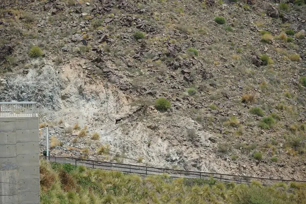 Kara kısmen evcilleştirilmiş dağ keçileri, Capra aegagrus hircus, Al Rafisah Barajı 'ndaki Hawd al Bid' ah rezervuarının yakınındaki dağlarda gezinir. Wadi Wshee, Sharjah, BAE.