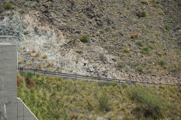 Kara kısmen evcilleştirilmiş dağ keçileri, Capra aegagrus hircus, Al Rafisah Barajı 'ndaki Hawd al Bid' ah rezervuarının yakınındaki dağlarda gezinir. Wadi Wshee, Sharjah, BAE.