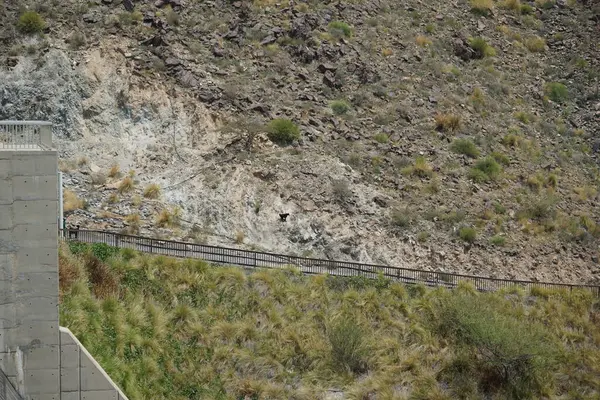 Kara kısmen evcilleştirilmiş dağ keçileri, Capra aegagrus hircus, Al Rafisah Barajı 'ndaki Hawd al Bid' ah rezervuarının yakınındaki dağlarda gezinir. Wadi Wshee, Sharjah, BAE.