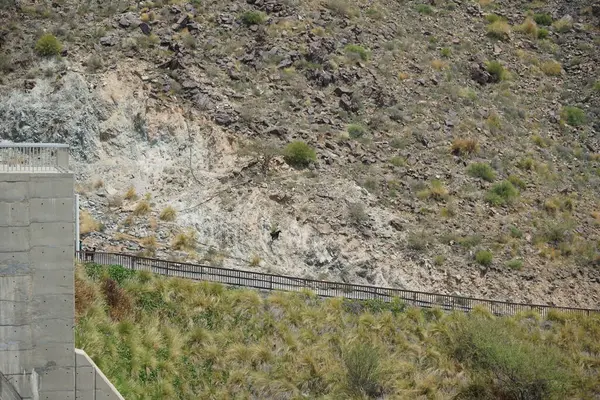 Kara kısmen evcilleştirilmiş dağ keçileri, Capra aegagrus hircus, Al Rafisah Barajı 'ndaki Hawd al Bid' ah rezervuarının yakınındaki dağlarda gezinir. Wadi Wshee, Sharjah, BAE.