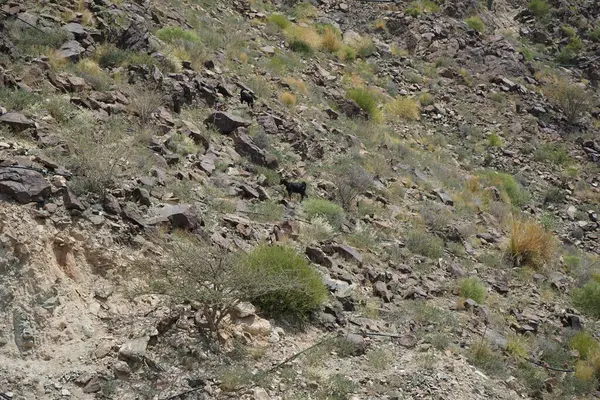 Kara kısmen evcilleştirilmiş dağ keçileri, Capra aegagrus hircus, Al Rafisah Barajı 'ndaki Hawd al Bid' ah rezervuarının yakınındaki dağlarda gezinir. Wadi Wshee, Sharjah, BAE.