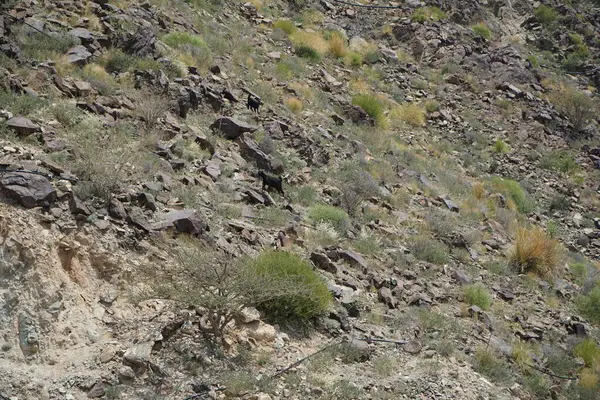 Kara kısmen evcilleştirilmiş dağ keçileri, Capra aegagrus hircus, Al Rafisah Barajı 'ndaki Hawd al Bid' ah rezervuarının yakınındaki dağlarda gezinir. Wadi Wshee, Sharjah, BAE.