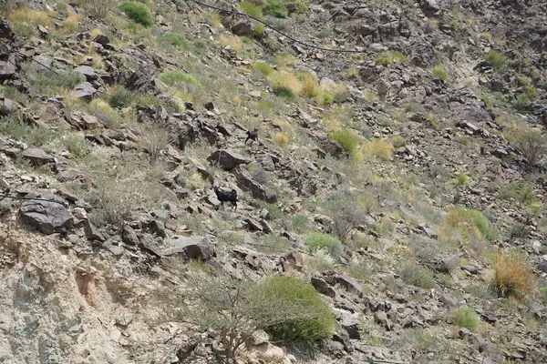 Kara kısmen evcilleştirilmiş dağ keçileri, Capra aegagrus hircus, Al Rafisah Barajı 'ndaki Hawd al Bid' ah rezervuarının yakınındaki dağlarda gezinir. Wadi Wshee, Sharjah, BAE.