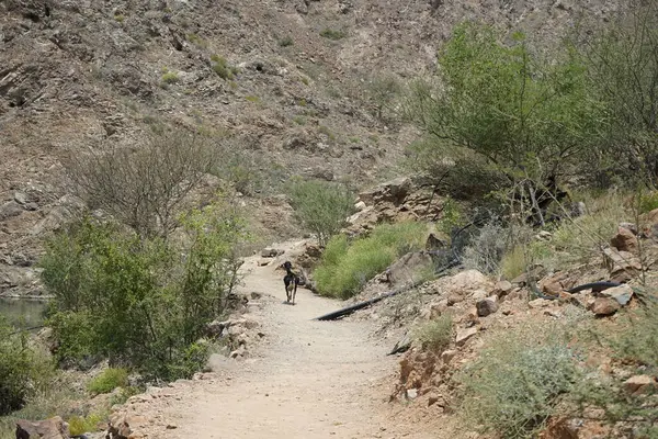 Kara kısmen evcilleştirilmiş dağ keçileri, Capra aegagrus hircus, Al Rafisah Barajı 'ndaki Hawd al Bid' ah rezervuarının yakınındaki dağlarda gezinir. Wadi Wshee, Sharjah, BAE.