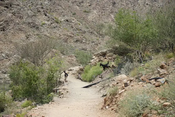 Kara kısmen evcilleştirilmiş dağ keçileri, Capra aegagrus hircus, Al Rafisah Barajı 'ndaki Hawd al Bid' ah rezervuarının yakınındaki dağlarda gezinir. Wadi Wshee, Sharjah, BAE.