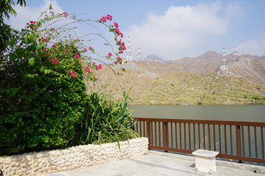 Bougainvillea glabra, Hawd al Bid 'ah rezervuarının kıyısında yetişir. Bougainvillea glabra, kartonpiyergiller (Bougainvillea) familyasından bir glabra türü. Wadi Wshee, Sharjah, BAE.                               
