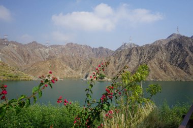 Tecoma stans ve Bougainvillea glabra Nisan ayında Al Rafisah Barajı 'ndaki Hawd al Bid' ah rezervuarının kıyısında yetişir. Wadi Wshee, Sharjah, BAE. 