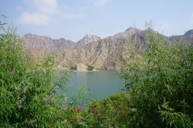 Vitex agnus-castus ve Bougainvillea glabra Nisan ayında Hawd al Bid 'ah rezervuarının kıyısında büyür. Vitex agnus-castus, vitex, iffetli ağaç veya chastetree, chasteberry, Abraham 's merhemi, leylak gülü veya keşiş biberi bir bitkidir. Sharjah, BAE. 