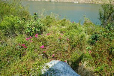 Jacquemontia pentanthos, Bougainvillea glabra ve diğer bitkiler Nisan ayında Hawd al Bid 'ah rezervuarının kıyısında yetişir. Jacquemontia pentanthos, Convolvulaceae familyasından bir sarmaşık türü. Wadi Wshee, Sharjah, BAE. 