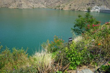 Aloe vera, Cenchrus setaceus, Bougainvillea glabra, Tecoma stans ve diğer bitkiler Nisan ayında Hawd al Bid 'ah rezervuarının kıyısında yetişir. Wadi Wshee, Sharjah, BAE. 