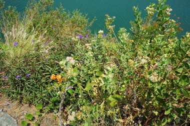 Pluhea dioscoridis Nisan ayında El Rafisah Barajı 'ndaki Hawd al Bid' ah rezervuarının kıyısında yetişir. Pluchea, Inuleae kabilesinde Asteraceae familyasından bir bitki cinsidir. Wadi Wshee, Sharjah, BAE.