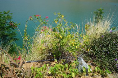 Aloe vera, Cenchrus setaceus, Ruellia simplex, Bougainvillea glabra, Tecoma stans ve diğer bitkiler Nisan ayında Hawd al Bid 'ah rezervuarının kıyısında yetişir. Wadi Wshee, Sharjah, BAE.