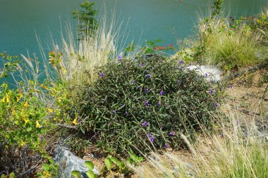 Ruellia Simplex Nisan ayında mor çiçeklerle çiçek açar. Ruellia simplex, Meksika petunyası, Meksika 'nın BlueBell veya Britton' un vahşi petunyası, çiçekli bir bitki türüdür. Wadi Wshee, Sharjah, BAE.