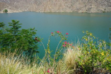 Aloe vera, Cenchrus setaceus, Bougainvillea glabra, Tecoma stans ve diğer bitkiler Nisan ayında Hawd al Bid 'ah rezervuarının kıyısında yetişir. Wadi Wshee, Sharjah, BAE. 