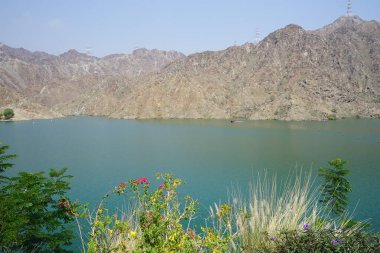 Cenchrus setaceus, Bougainvillea glabra, Ruellia simplex, Tecoma stans ve diğer bitkiler Nisan ayında Hawd al Bid 'ah rezervuarının kıyısında yetişir. Wadi Wshee, Sharjah, BAE. 