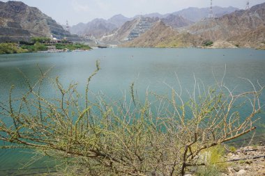 Vachellia tortilis Nisan ayında El Rafisah Barajı 'ndaki Hawd al Bid' ah rezervuarının kıyısında yetişir. Vachellia tortilis (