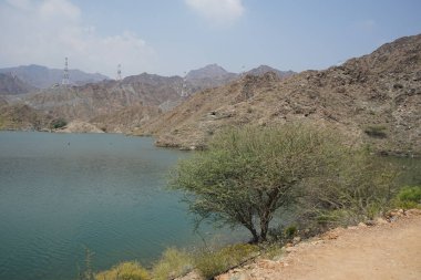 Vachellia tortilis Nisan ayında El Rafisah Barajı 'ndaki Hawd al Bid' ah rezervuarının kıyısında yetişir. Vachellia tortilis (