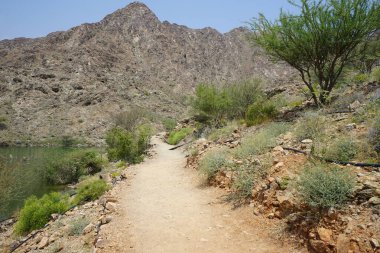 Vachellia tortilis ve diğer bitkiler Nisan ayında El Rafisah Barajı 'ndaki Hawd al Bid' ah rezervuarının kıyısında yetişir. Vachellia tortilis (