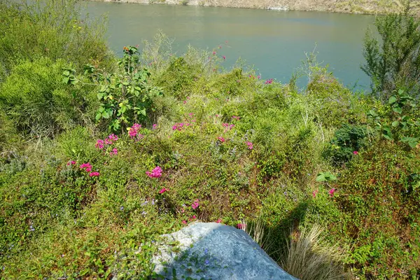 Jacquemontia pentanthos, Bougainvillea glabra ve diğer bitkiler Nisan ayında Hawd al Bid 'ah rezervuarının kıyısında yetişir. Jacquemontia pentanthos, Convolvulaceae familyasından bir sarmaşık türü. Wadi Wshee, Sharjah, BAE. 