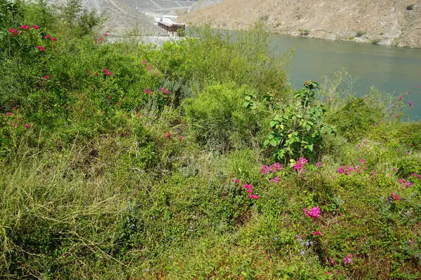 Jacquemontia pentanthos, Bougainvillea glabra ve diğer bitkiler Nisan ayında Hawd al Bid 'ah rezervuarının kıyısında yetişir. Jacquemontia pentanthos, Convolvulaceae familyasından bir sarmaşık türü. Wadi Wshee, Sharjah, BAE. 