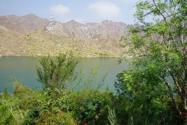 Jacquemontia pentanthos, Bougainvillea glabra ve diğer bitkiler Nisan ayında Hawd al Bid 'ah rezervuarının kıyısında yetişir. Jacquemontia pentanthos, Convolvulaceae familyasından bir sarmaşık türü. Wadi Wshee, Sharjah, BAE. 