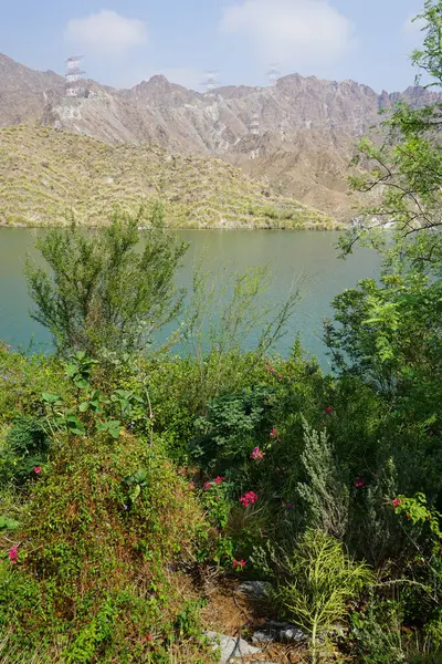 Jacquemontia pentanthos, Bougainvillea glabra ve diğer bitkiler Nisan ayında Hawd al Bid 'ah rezervuarının kıyısında yetişir. Jacquemontia pentanthos, Convolvulaceae familyasından bir sarmaşık türü. Wadi Wshee, Sharjah, BAE. 