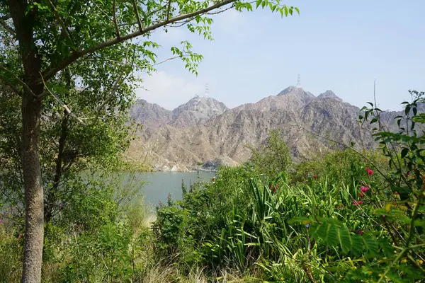 Nisan ayında El Rafisah Barajı 'ndaki tropikal bitki örtüsüyle birlikte, Hawd al Bid' ah rezervuarının manzarası. Wadi Wshee, Sharjah, BAE. 