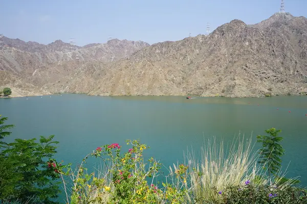 Cenchrus setaceus, Bougainvillea glabra, Ruellia simplex, Tecoma stans ve diğer bitkiler Nisan ayında Hawd al Bid 'ah rezervuarının kıyısında yetişir. Wadi Wshee, Sharjah, BAE. 