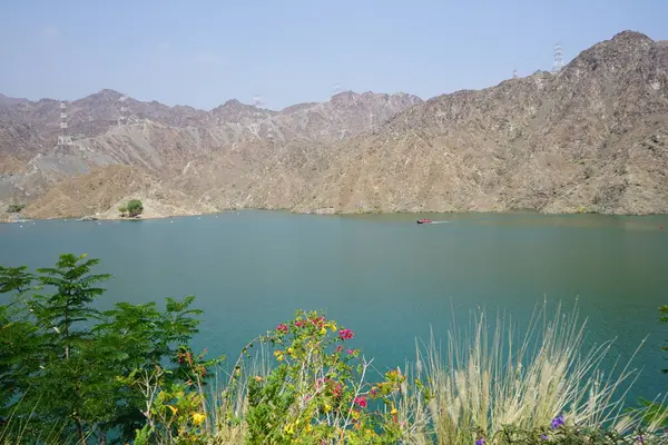 Cenchrus setaceus, Bougainvillea glabra, Ruellia simplex, Tecoma stans ve diğer bitkiler Nisan ayında Hawd al Bid 'ah rezervuarının kıyısında yetişir. Wadi Wshee, Sharjah, BAE. 