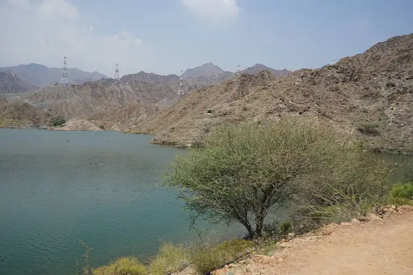 Vachellia tortilis Nisan ayında El Rafisah Barajı 'ndaki Hawd al Bid' ah rezervuarının kıyısında yetişir. Vachellia tortilis (