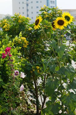 Nisan ayında Alcea rosea, Senna surattensis ve Helianthus annuus çiçek açar. Alcea rosea, Malvaceae familyasından bir çiçek bitkisidir. Khor Fakkan, Sharjah, BAE.                              