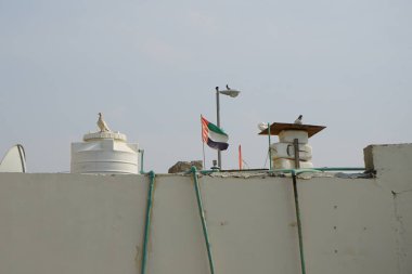 Columba Livia güvercinleri Nisan ayında Khor Fakkan 'da bir binanın çatısında otururlar. Kaya güvercini, Columba livya, Columbidae kuş familyasının bir üyesidir. Sharjah, BAE.                                