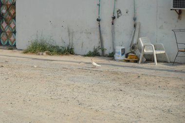  Khor Fakkan, Sharjah, BAE - 24 Nisan 2023: Paslı lekeli beyaz bir güvercin yerde yürüyor. Kaya güvercini, Columba livya, Columbidae kuş familyasının bir üyesidir..                              