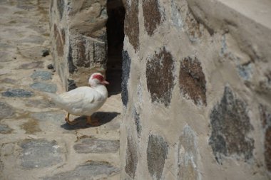Muscovy ördeği nisan ayında Al Rafisah Barajı dinlenme alanında yürüyor. Moscovy ördeği, Cairina Moschata, bir ördektir. Wadi Wshee, Sharjah, BAE. 