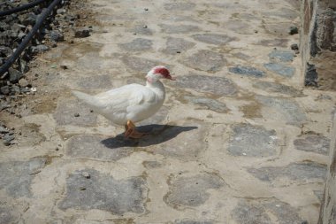 Muscovy ördeği nisan ayında Al Rafisah Barajı dinlenme alanında yürüyor. Moscovy ördeği, Cairina Moschata, bir ördektir. Wadi Wshee, Sharjah, BAE. 