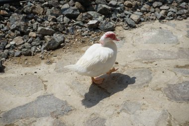 Muscovy ördeği nisan ayında Al Rafisah Barajı dinlenme alanında yürüyor. Moscovy ördeği, Cairina Moschata, bir ördektir. Wadi Wshee, Sharjah, BAE. 
