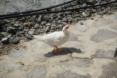 Muscovy ördeği nisan ayında Al Rafisah Barajı dinlenme alanında yürüyor. Moscovy ördeği, Cairina Moschata, bir ördektir. Wadi Wshee, Sharjah, BAE. 