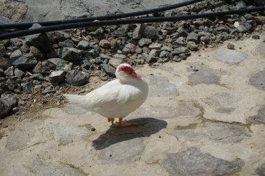 Muscovy ördeği nisan ayında Al Rafisah Barajı dinlenme alanında yürüyor. Moscovy ördeği, Cairina Moschata, bir ördektir. Wadi Wshee, Sharjah, BAE. 
