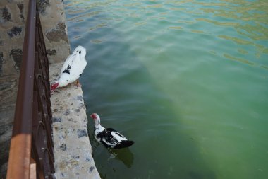 Cairina Moschata ördekleri Nisan ayında El Rafisah Barajı dinlenme alanındaki çardağın yakınındaki Hawd al Bid 'ah rezervuarının suyunun yakınındadır. Moscovy ördeği, Cairina Moschata, bir ördektir. Wadi Wshee, Sharjah, BAE. 