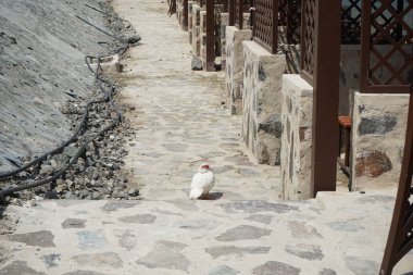 Muscovy ördeği, Nisan ayında Al Rafisah Barajı dinlenme alanında Hawd al Bid 'ah rezervuarının yakınındaki pavyonlar boyunca yürür. Moscovy ördeği, Cairina Moschata, bir ördektir. Wadi Wshee, Sharjah, BAE.