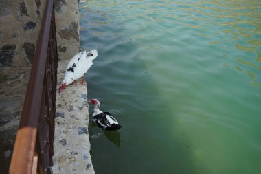 Cairina Moschata ördekleri Nisan ayında El Rafisah Barajı dinlenme alanındaki çardağın yakınındaki Hawd al Bid 'ah rezervuarının suyunun yakınındadır. Moscovy ördeği, Cairina Moschata, bir ördektir. Wadi Wshee, Sharjah, BAE. 