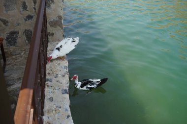 Cairina Moschata ördekleri Nisan ayında El Rafisah Barajı dinlenme alanındaki çardağın yakınındaki Hawd al Bid 'ah rezervuarının suyunun yakınındadır. Moscovy ördeği, Cairina Moschata, bir ördektir. Wadi Wshee, Sharjah, BAE. 