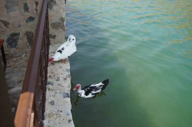 Cairina Moschata ördekleri Nisan ayında El Rafisah Barajı dinlenme alanındaki çardağın yakınındaki Hawd al Bid 'ah rezervuarının suyunun yakınındadır. Moscovy ördeği, Cairina Moschata, bir ördektir. Wadi Wshee, Sharjah, BAE. 