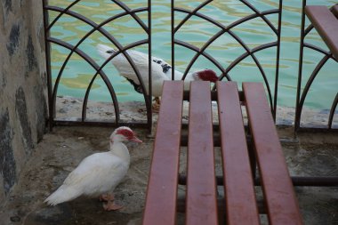 Cairina Moschata ördekleri Nisan ayında El Rafisah Barajı dinlenme alanındaki çardağın yakınındaki Hawd al Bid 'ah rezervuarının suyunun yakınındadır. Moscovy ördeği, Cairina Moschata, bir ördektir. Wadi Wshee, Sharjah, BAE. 