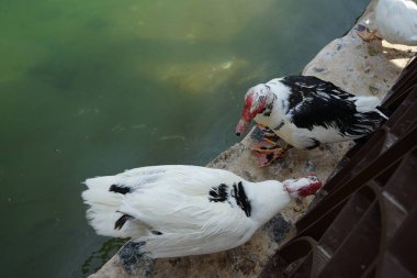Cairina Moschata ördekleri Nisan ayında El Rafisah Barajı dinlenme alanındaki çardağın yakınındaki Hawd al Bid 'ah rezervuarının suyunun yakınındadır. Moscovy ördeği, Cairina Moschata, bir ördektir. Wadi Wshee, Sharjah, BAE. 