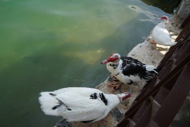 Cairina Moschata ördekleri Nisan ayında El Rafisah Barajı dinlenme alanındaki çardağın yakınındaki Hawd al Bid 'ah rezervuarının suyunun yakınındadır. Moscovy ördeği, Cairina Moschata, bir ördektir. Wadi Wshee, Sharjah, BAE. 